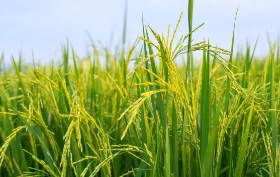 Sukabumi Successfully Develops National Superior Rice Varieties - RRI.co.id
