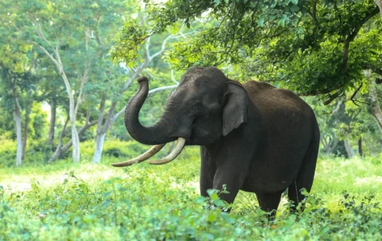 Indonesia Launches Major Operation to Save Elephan