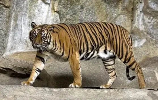 Manggala Agni Fights Riau Fires Amid Sumatran Tiger Sightings