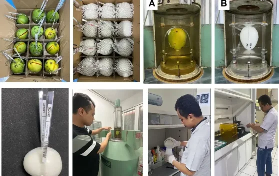 Government Promotes Standardization of Exported Fruit Irradiation Using ...