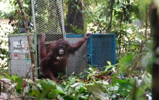Govt Releases Five Orangutans Into Their Natural Habitat in West Kalimantan