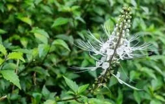 Orthosiphon aristatus: Effective in Maintaining Kidney and Urinary Tract Health