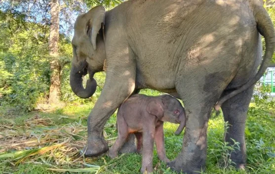 Govt Establishes Sumatran and Bornean Elephant Conservation Strategy 2026–2036