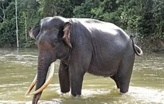 EEHV Virus Threat, Indonesia Tightens Monitoring of Sumatran Elephants
