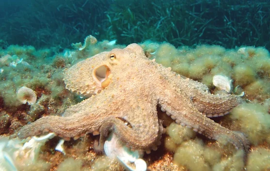 Octopus: Eight Arms, Three Hearts, and Blue Blood