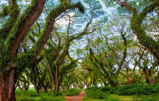 De Djawatan Offers a Cool Nature Escape in Banyuwangi