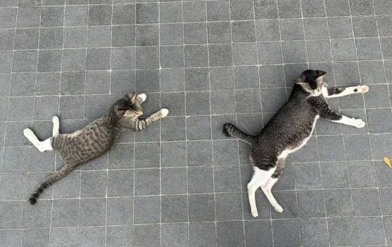 Understanding Cat Body Language and What It Means - RRI.co.id