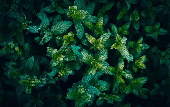 Peppermint: Benefits for IBS Relief and Mental Clarity - RRI.co.id