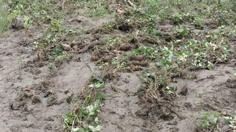 Puluhan Rumah dan Kebun Warga Distrik Asolokobal Diterjang Banjir