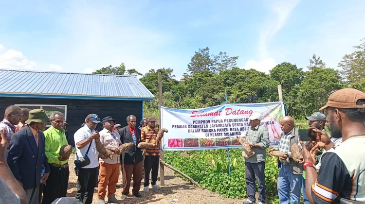 Anggota DPRK Jayawijaya Hadiri Panen Raya di Walaik
