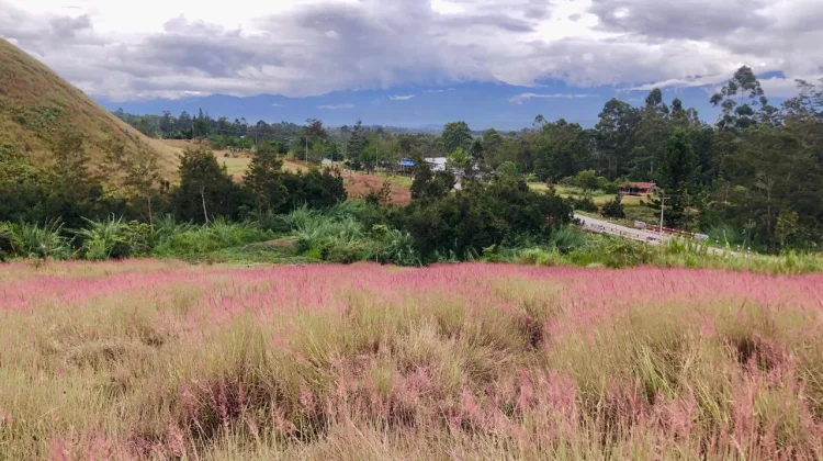 Fenomena Owasi-owasika Warnai Lembah Baliem, Jadi Daya Tarik Wisata Tahunan