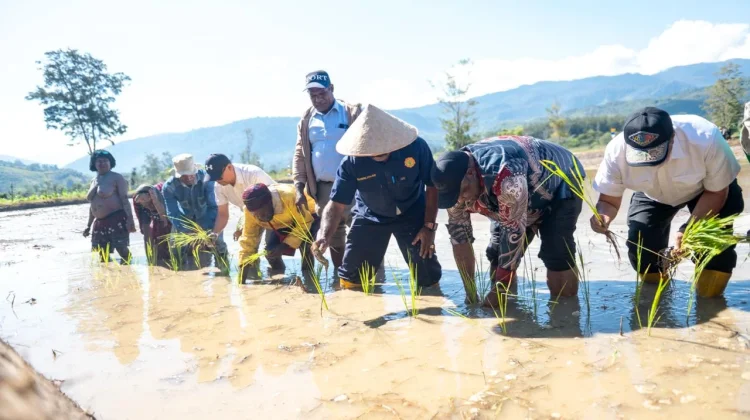 Papua Pegunungan Jadi Prioritas Pengembangan Pangan