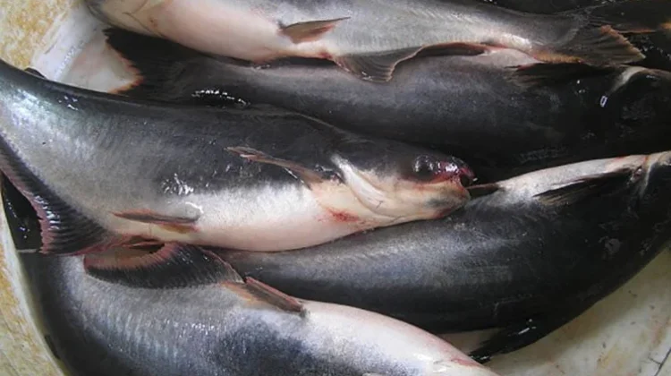 Manfaat Ikan Patin Bagi Kesehatan Tubuh