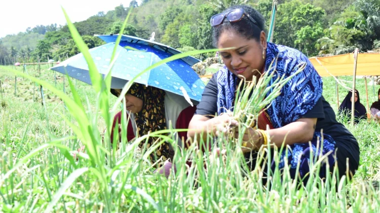 Ketua TP PKK Jayawijaya Pelajari Budidaya Bawang di Enrekang