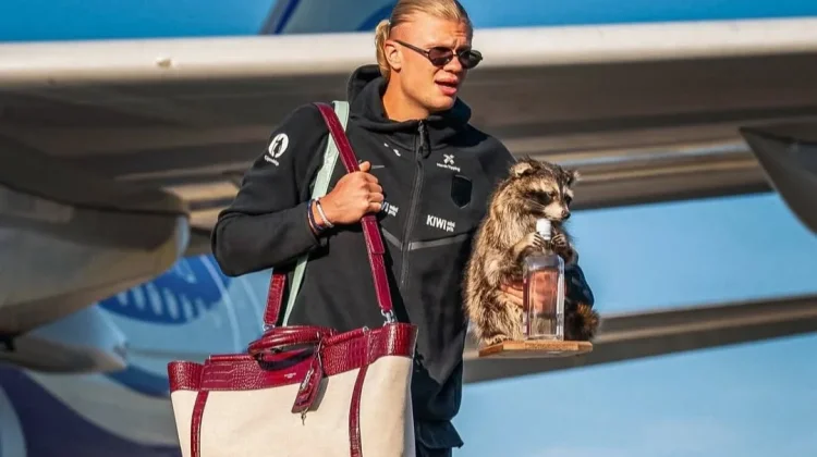 Aksi Nyeleneh Erling Haaland Bawa 'Teman' Rakun usai Kembali dari Piala Dunia 2026