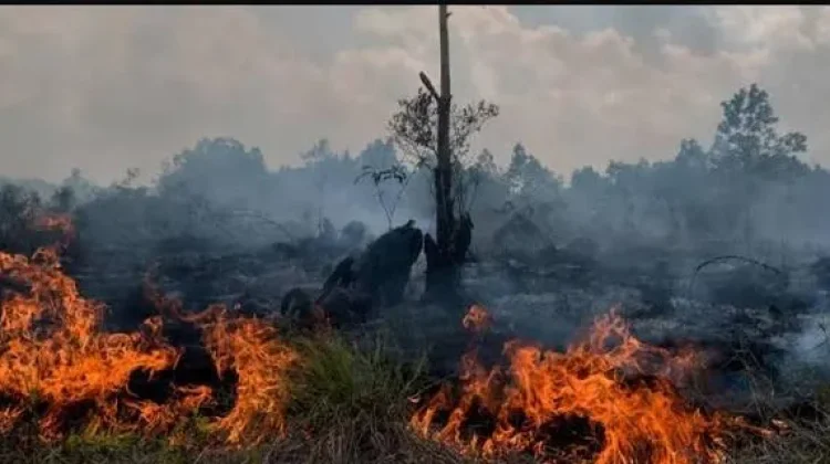 Waspada Potensi Kebakaran di Musim Kering