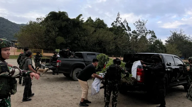 Satgas Gabugan TNI-POLRI Temukan Ladang Ganja, 1.347 Pohon Diamankan
