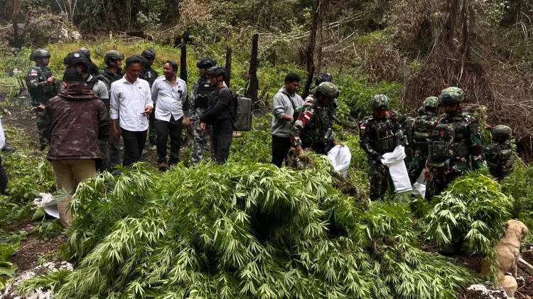 Satgas Gabugan TNI-POLRI Temukan Ladang Ganja, 1.347 Pohon Diamankan