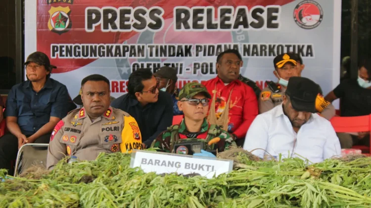 Satgas TNI-Polri Musnahkan 1.347 Pohon Ganja Hasil Temuan di Kampung Simimbuk