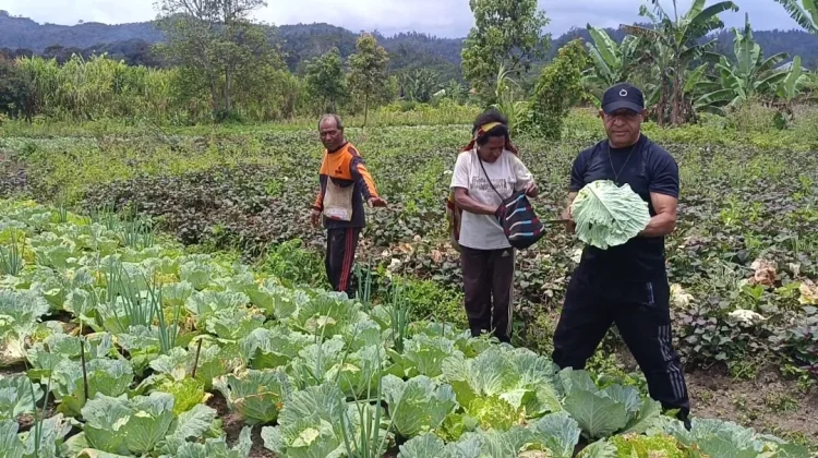 Dukung Ketahanan Pangan Lokal, Bupati Spei Yan Birdana Ikut Panen dan Bagikan Sayur