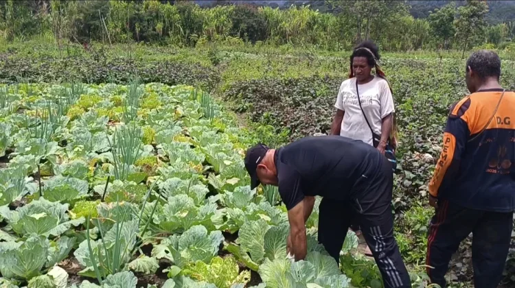 Dukung Ketahanan Pangan Lokal, Bupati Spei Yan Birdana Ikut Panen dan Bagikan Sayur