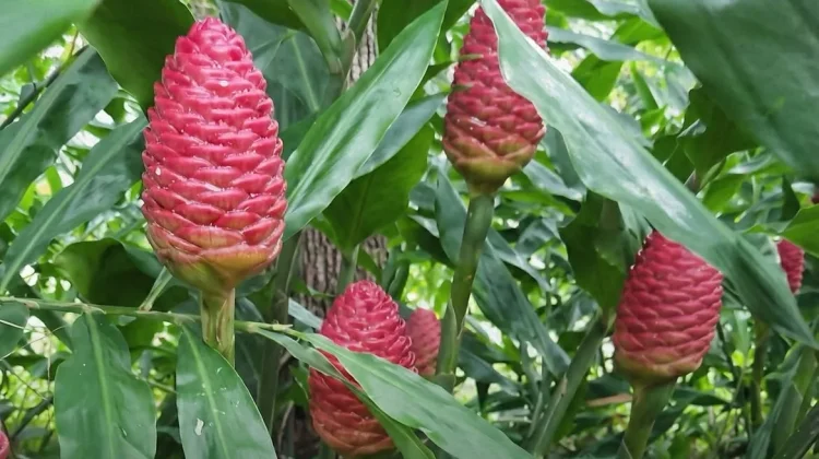Sering Dikira Beracun, Ini Manfaat Bunga Lempuyang dan Khasiatnya Bagi Kesehatan