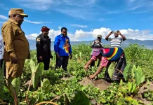 Wabup Jayawijaya Dorong Pelestarian Ubi Jalar dan Keladi