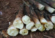 Apa Manfaat Dari Rebung Bambu?