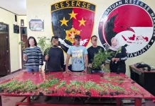 Polres Jayawijaya Amankan 167 Batang Pohon Ganja di Hubikiak dan Assologaima