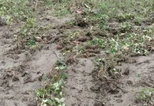 Puluhan Rumah dan Kebun Warga Distrik Asolokobal Diterjang Banjir