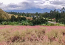 Fenomena Owasi-owasika Warnai Lembah Baliem, Jadi Daya Tarik Wisata Tahunan