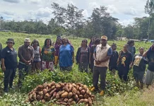 Warga RT 03 Sabulama Panen Ubi, Wujud Kekompakan Dukung Ketahanan Pangan