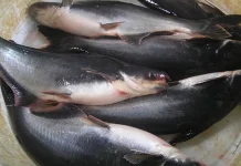 Manfaat Ikan Patin Bagi Kesehatan Tubuh