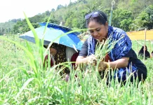 Ketua TP PKK Jayawijaya Pelajari Budidaya Bawang di Enrekang