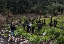 Satgas Gabugan TNI-POLRI Temukan Ladang Ganja, 1.347 Pohon Diamankan