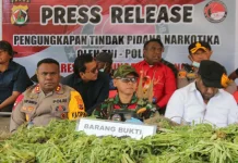 Satgas TNI-Polri Musnahkan 1.347 Pohon Ganja Hasil Temuan di Kampung Simimbuk