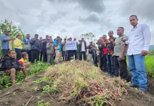 Kelompok Tani Ibukdol Lakukan Panen Bawang
