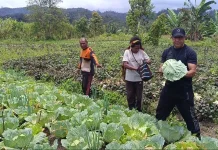 Dukung Ketahanan Pangan Lokal, Bupati Spei Yan Birdana Ikut Panen dan Bagikan Sayur