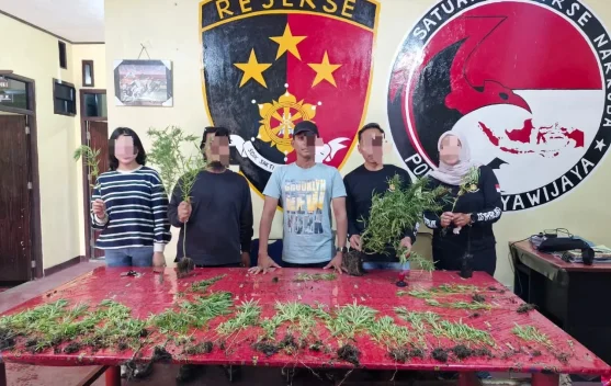 Polres Jayawijaya Amankan 167 Batang Pohon Ganja di Hubikiak dan Assologaima