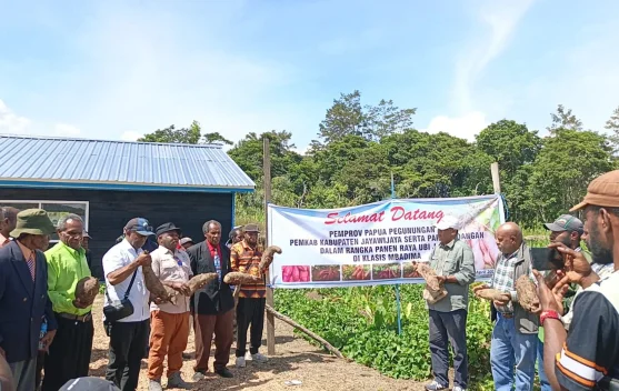 Anggota DPRK Jayawijaya Hadiri Panen Raya di Walaik