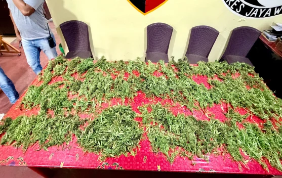 Satresnarkoba Polres Jayawijaya Temukan 2,6 Kilogram Ganja di Pasar Wouma Wamena