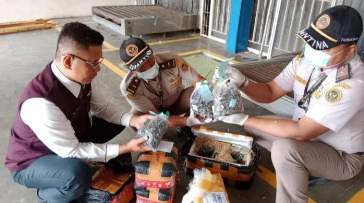 Karantina Lampung Gagalkan Pengiriman Ribuan Benih Sawit Ilegal