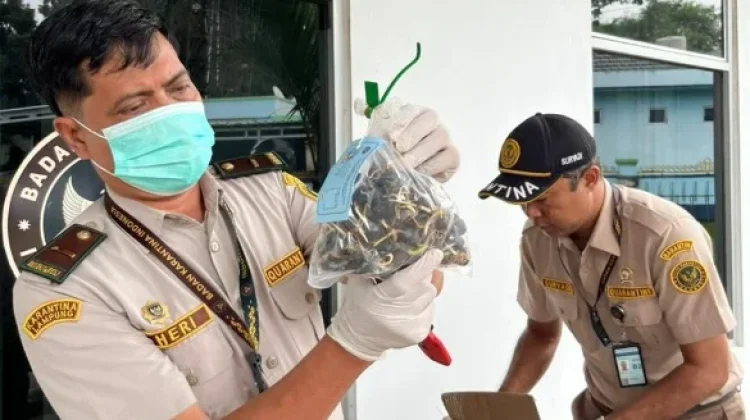 Balai Karantina Lampung Lindungi Kebun Rakyat dari Benih Sawit Palsu
