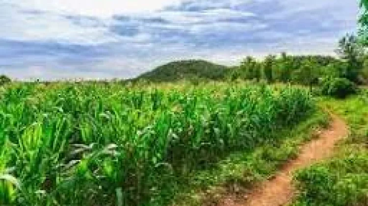 Petani Jagung Baradatu Hadapi Cuaca, Hama, dan Kekurangan Air