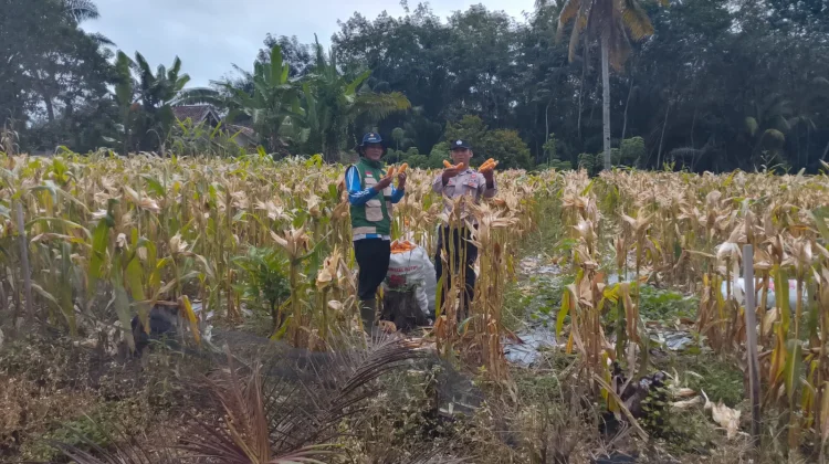Bhabinkamtibmas Bumi Agung Dampingi Petani Panen Jagung