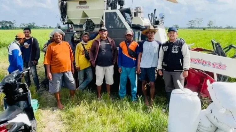 Bulog Serap Gabah Petani di Desa Bangun Sari Lampung Utara
