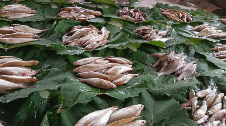 Ikan Air Tawar Segar, Hasil Tangkapan Warga
