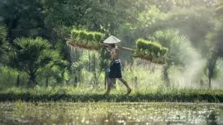 Tantangan Budaya Hambat Petani Beralih ke Pertanian Modern