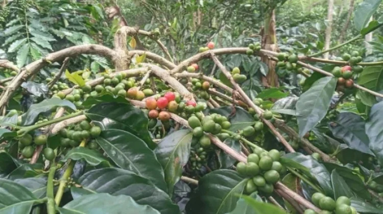 Kopi Robusta Way Kanan Dapat Perhatian dari Pemerintah Pusat