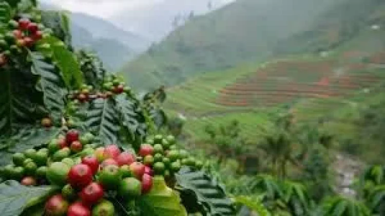 Keunggulan Kopi Robusta Way Kanan Dipengaruhi Struktur Tanah